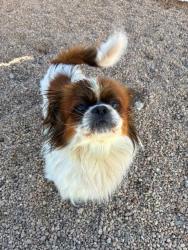 Shelter Stray Male Dog last seen Near BLOCK DOWNING DR - OFFICER EVANS #639, 12155 Park Blvd, Brighton, CO 80601, USA
