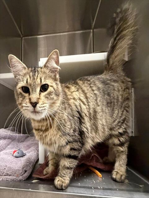 Shelter Stray Female Cat last seen Near BLOCK MOUNT EOLUS ST, 12155 Park Blvd, Brighton, CO 80601, USA