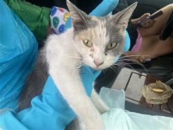Shelter Stray Female Cat last seen BLOCK OF 8700 PORT OF CALL, 4710 TX-151, San Antonio, TX 78227, USA