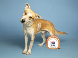 Shelter Stray Male Dog last seen 19TH AVE AND VINEYARD RD, 5501 E Van Buren St, Phoenix, AZ 85008, USA