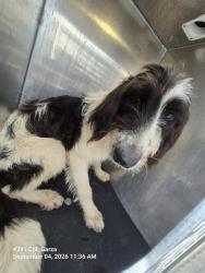 Shelter Stray Female Dog last seen RIO VERDE, 4710 TX-151, San Antonio, TX 78227, USA