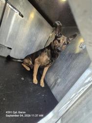 Shelter Stray Male Dog last seen RIO VERDE, 4710 TX-151, San Antonio, TX 78227, USA