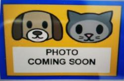 Shelter Stray Male Dog last seen STONEWALL, 4710 TX-151, San Antonio, TX 78227, USA