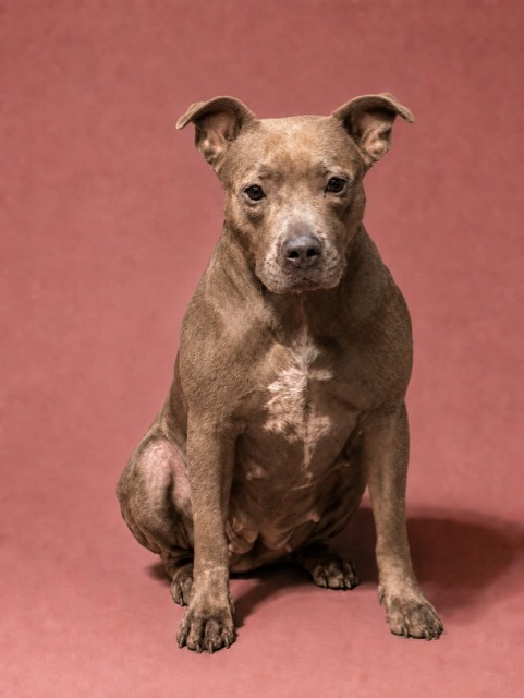 Shelter Stray Female Dog last seen Near BLOCK LEHIGH ST, 2020 Forest St, Jacksonville, FL 32204, USA