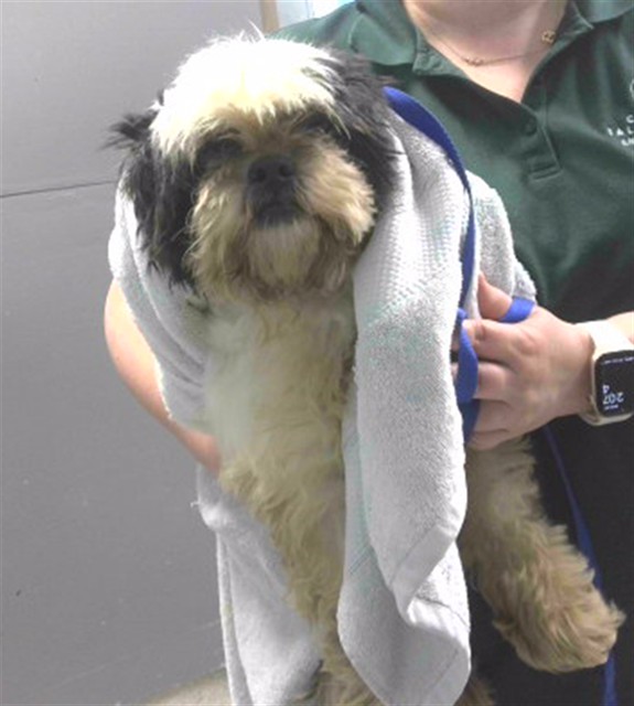 Shelter Stray Female Dog last seen Near BLOCK LAKE BRADFORD RD, TALLAHASSEE FL 32310, 1125 Easterwood Dr, Tallahassee, FL 32311, USA