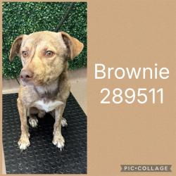Shelter Stray Male Dog last seen VINEVILLE AVE, 4214 Fulton Mill Rd, Macon, GA 31216, USA
