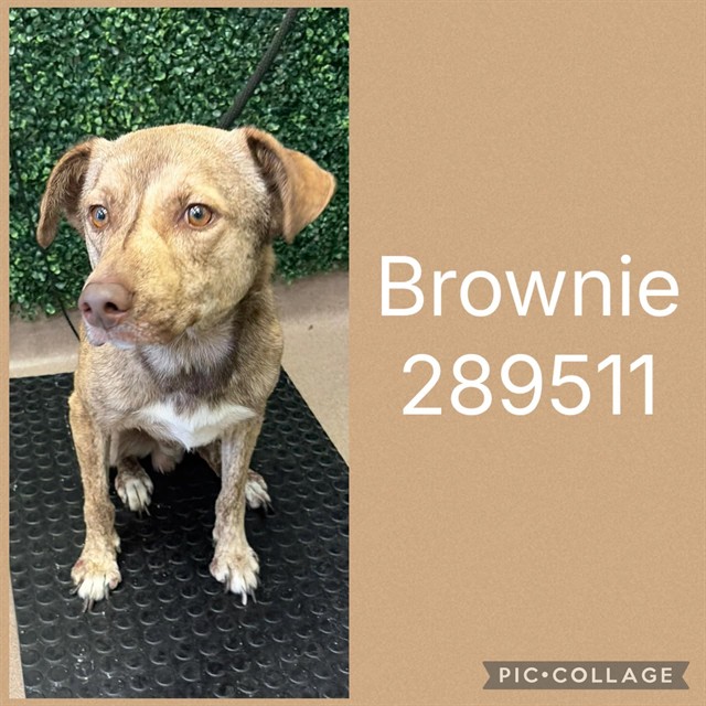 Shelter Stray Male Dog last seen VINEVILLE AVE, 4214 Fulton Mill Rd, Macon, GA 31216, USA