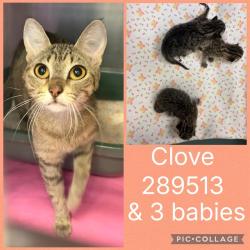Shelter Stray Female Cat last seen BOWMAN BLVD, 4214 Fulton Mill Rd, Macon, GA 31216, USA