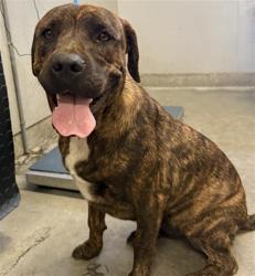 Shelter Stray Male Dog last seen , 600 Aviation Dr, Camarillo, CA 93010, USA