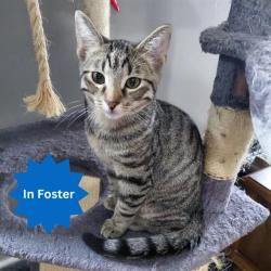 Shelter Stray Male Cat last seen Near, 2600 S Harding St, Indianapolis, IN 46221, USA