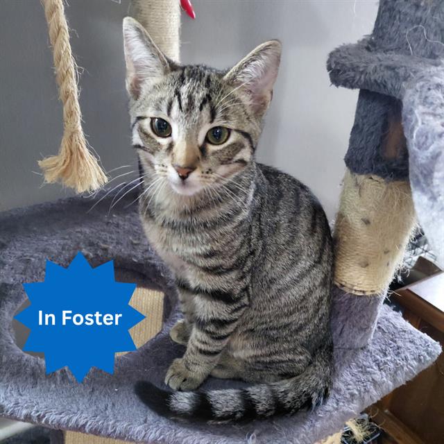 Shelter Stray Male Cat last seen Near, 2600 S Harding St, Indianapolis, IN 46221, USA