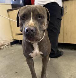 Shelter Stray Female Dog last seen , 600 Aviation Dr, Camarillo, CA 93010, USA