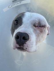 Shelter Stray Female Dog last seen Near, 2600 S Harding St, Indianapolis, IN 46221, USA
