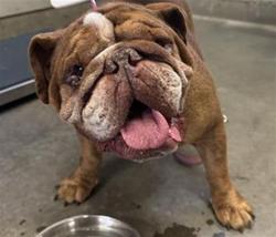 Shelter Stray Male Dog last seen , 600 Aviation Dr, Camarillo, CA 93010, USA