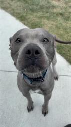 Shelter Stray Male Dog last seen Near, 2600 S Harding St, Indianapolis, IN 46221, USA