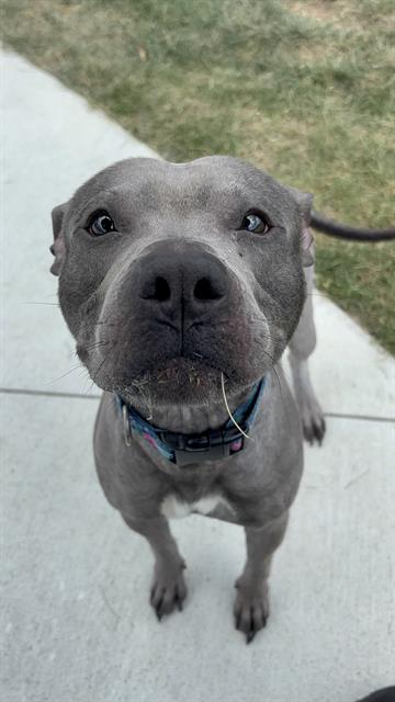 Shelter Stray Male Dog last seen Near, 2600 S Harding St, Indianapolis, IN 46221, USA