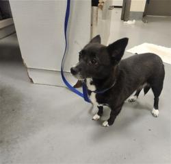 Shelter Stray Female Dog last seen TIGER LANE, SAN JACINTO, 581 S Grand Ave, San Jacinto, CA 92582, USA