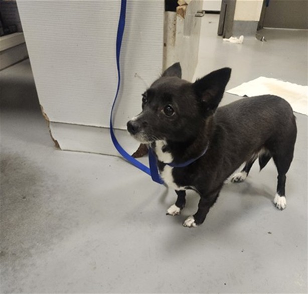 Shelter Stray Female Dog last seen TIGER LANE, SAN JACINTO, 581 S Grand Ave, San Jacinto, CA 92582, USA