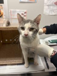 Shelter Stray Male Cat last seen Near BLOCK RAMONA BLVD, SAN JACINTO CA 92583, 581 S Grand Ave, San Jacinto, CA 92582, USA