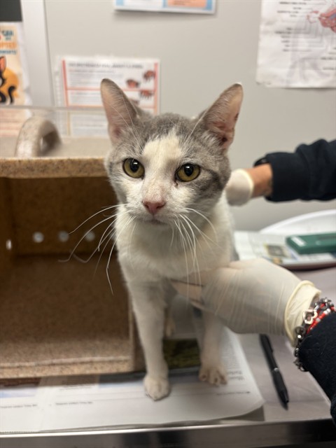 Shelter Stray Male Cat last seen Near BLOCK RAMONA BLVD, SAN JACINTO CA 92583, 581 S Grand Ave, San Jacinto, CA 92582, USA