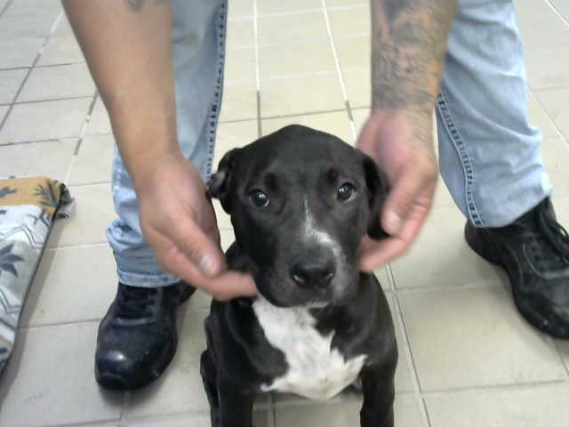 Shelter Stray Female Dog last seen CENTRAL AND WYOMING, 8920 Lomas Blvd NE, Albuquerque, NM 87112, USA