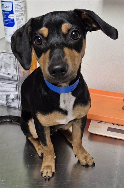 Shelter Stray Male Dog last seen Near BLOCK UNION AVE, BAKERSFIELD CA 93304, 3951 Fruitvale Ave, Bakersfield, CA 93308, USA