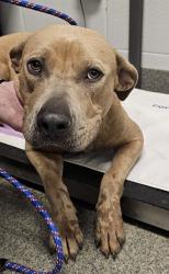 Shelter Stray Female Dog last seen Near BLOCK CAVE SPRINGS RD, 4950 SW Triana Blvd, Huntsville, AL 35805, USA