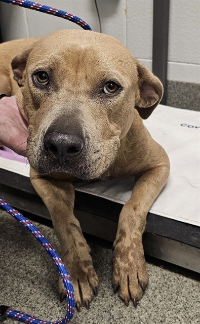 Shelter Stray Female Dog last seen Near BLOCK CAVE SPRINGS RD, 4950 SW Triana Blvd, Huntsville, AL 35805, USA