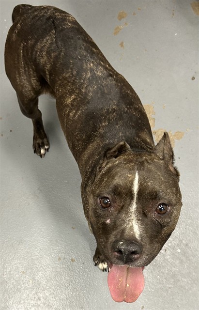 Shelter Stray Female Dog last seen RAL SHERIDAN/WILCOX, 2600 NE Perry Ave, Peoria, IL 61603, USA