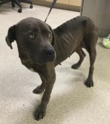 Shelter Stray Female Dog last seen Near BLOCK MARLBOROUGH, RIVERSIDE CA 92507, 6851 Van Buren Boulevard, Jurupa Valley, CA 92509, USA