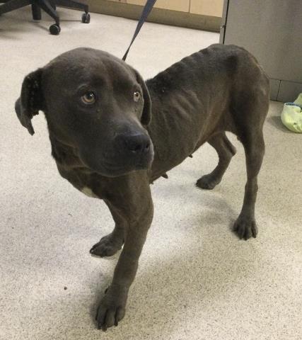 Shelter Stray Female Dog last seen Near BLOCK MARLBOROUGH, RIVERSIDE CA 92507, 6851 Van Buren Boulevard, Jurupa Valley, CA 92509, USA