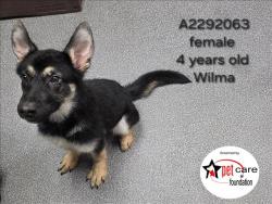 Shelter Stray Female Dog last seen , 3201 Lacy St, Los Angeles, CA 90031, USA