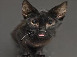 Shelter Stray Male Cat last seen , 3201 Lacy St, Los Angeles, CA 90031, USA