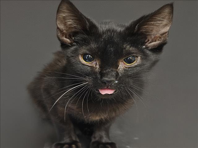 Shelter Stray Male Cat last seen , 3201 Lacy St, Los Angeles, CA 90031, USA