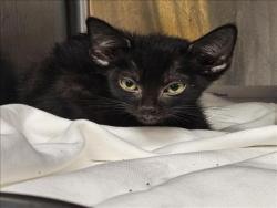Shelter Stray Male Cat last seen , 3201 Lacy St, Los Angeles, CA 90031, USA