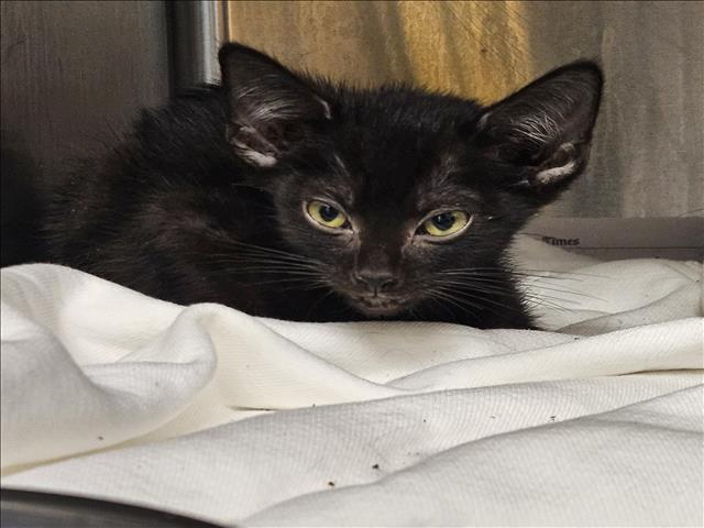 Shelter Stray Male Cat last seen , 3201 Lacy St, Los Angeles, CA 90031, USA