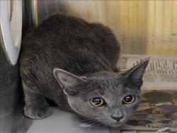 Shelter Stray Female Cat last seen , 3201 Lacy St, Los Angeles, CA 90031, USA
