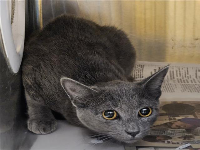 Shelter Stray Female Cat last seen , 3201 Lacy St, Los Angeles, CA 90031, USA
