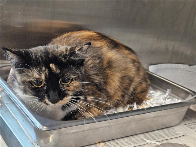 Shelter Stray Female Cat last seen , 3201 Lacy St, Los Angeles, CA 90031, USA