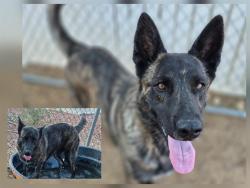 Shelter Stray Male Dog last seen SOUTHWEST VET HOSPITAL, 11800 Sunset Gardens Rd SW, Albuquerque, NM 87121, USA