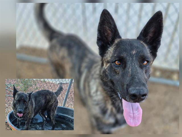 Shelter Stray Male Dog last seen SOUTHWEST VET HOSPITAL, 11800 Sunset Gardens Rd SW, Albuquerque, NM 87121, USA