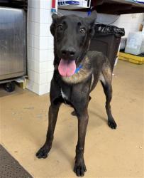 Shelter Stray Male Dog last seen Near BLOCK TIDELANDS AVE, 130 Beyer Way, Chula Vista, CA 91911, USA