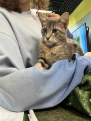 Shelter Stray Male Cat last seen CHRIS KENNEDY, 31078 LA-36, Lacombe, LA 70445, USA