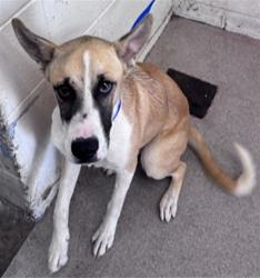 Shelter Stray Female Dog last seen Near BLOCK N SYCAMORE AVE., 333 Chandler Pl, San Bernardino, CA 92408, USA