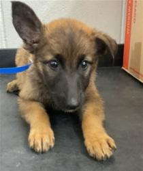 Shelter Stray Female Dog last seen HIGHLAND AND 210, 333 Chandler Pl, San Bernardino, CA 92408, USA