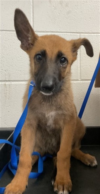 Shelter Stray Female Dog last seen HIGHLAND AND 210, 333 Chandler Pl, San Bernardino, CA 92408, USA