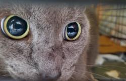 Shelter Stray Unknown Cat last seen Near BLOCK NW 57 ST, OAKLAND PARK FL 33309, 2400 SW 42nd St, Fort Lauderdale, FL 33312, USA
