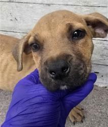 Shelter Stray Female Dog last seen , 333 Chandler Pl, San Bernardino, CA 92408, USA