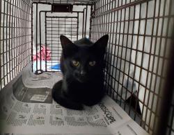 Shelter Stray Unknown Cat last seen Near BLOCK SE 18 CT, FORT LAUDERDALE FL 33316, 2400 SW 42nd St, Fort Lauderdale, FL 33312, USA