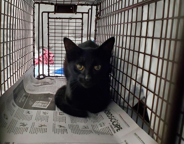 Shelter Stray Unknown Cat last seen Near BLOCK SE 18 CT, FORT LAUDERDALE FL 33316, 2400 SW 42nd St, Fort Lauderdale, FL 33312, USA